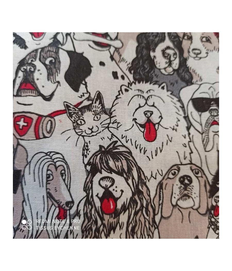 Coton - Chien Dogs