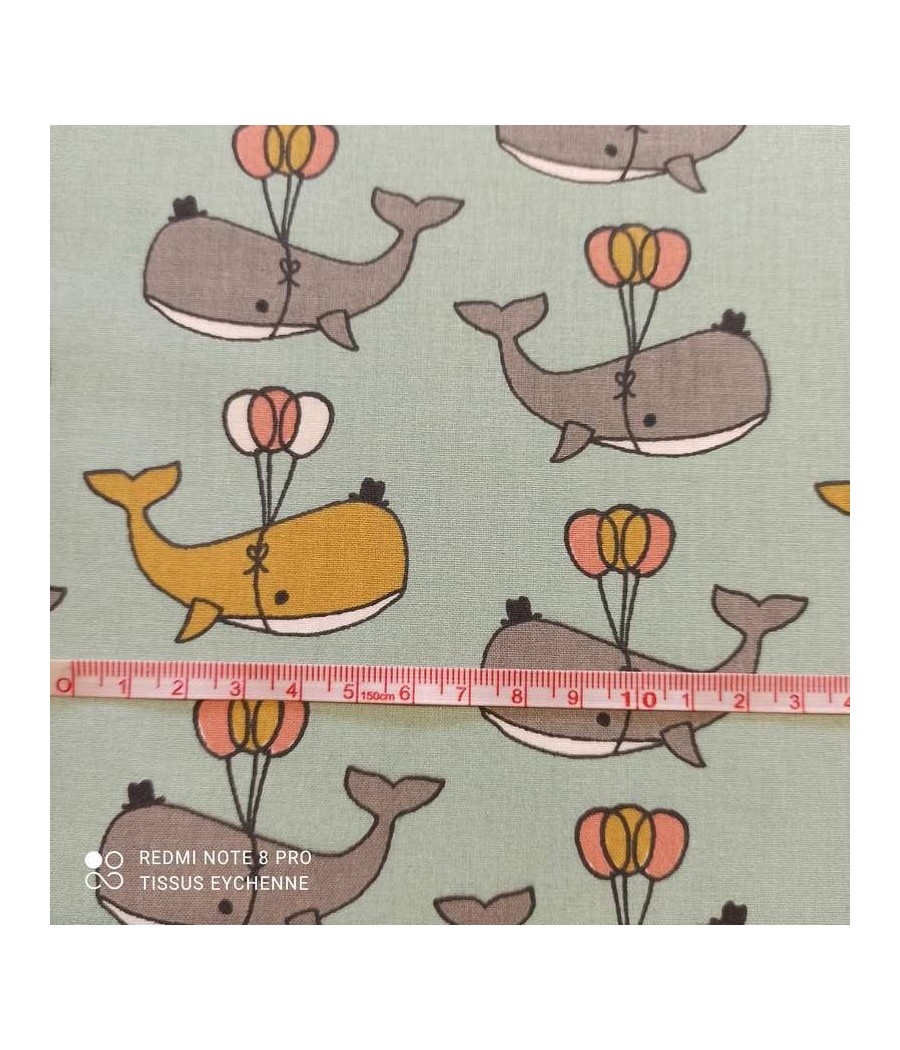 Coton Baleine