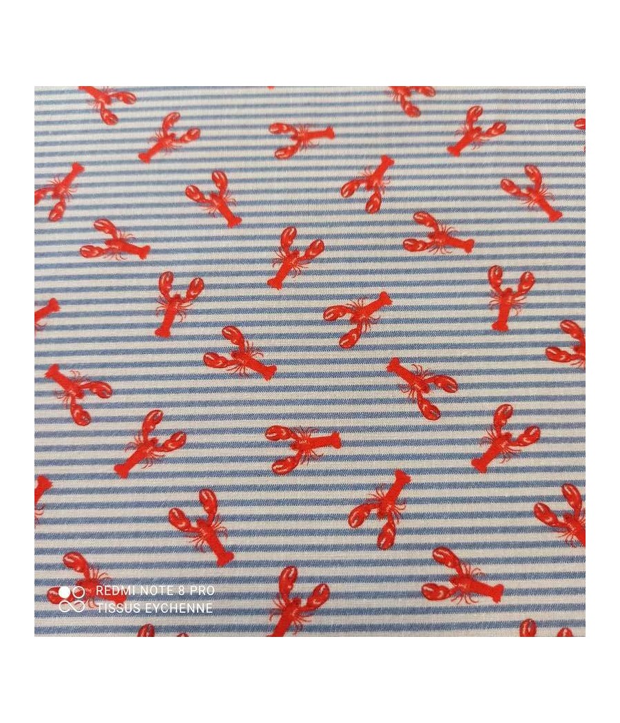 Coton homard